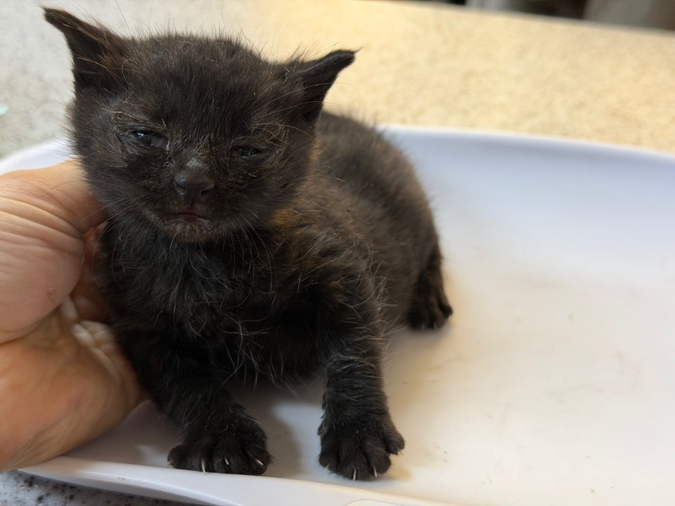 종료(기증) 한국 …